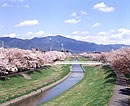 佐奈川沿いの桜